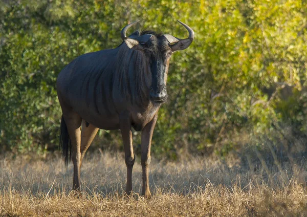 Gnus Negros Natureza Selvagem África — Fotografia de Stock