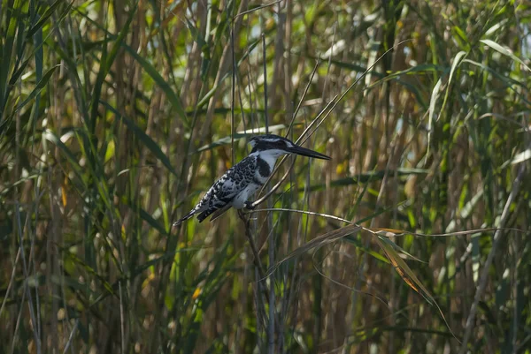 Vista Perto Kingfisher — Fotografia de Stock