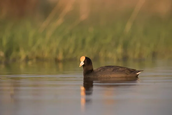 Vita Bevingade Sothöna Vild Natur — Stockfoto