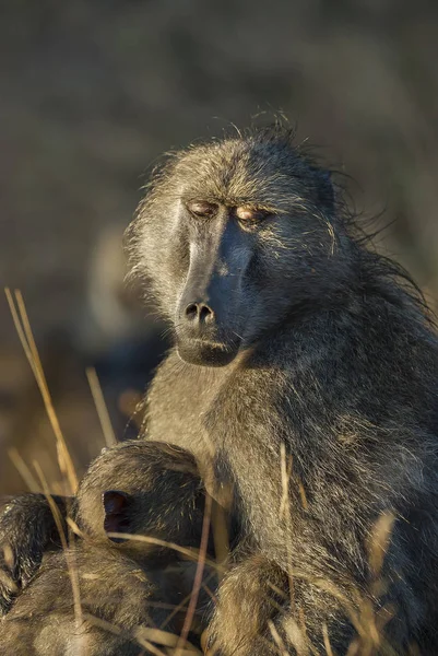 Baboon Primates Wild Nature Africa — Stock Photo, Image