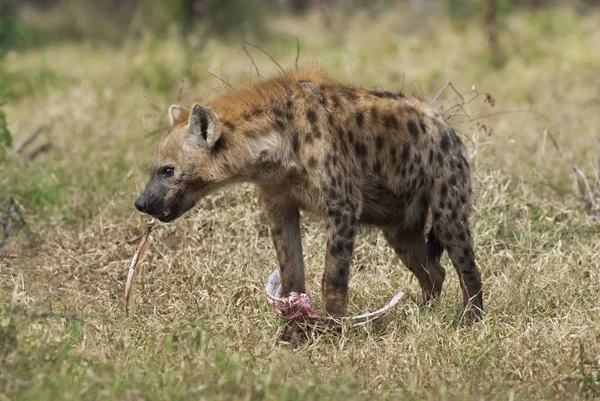 Hyena Divoké Přírody Jižní Afriky — Stock fotografie