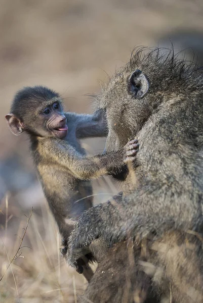 Baboon Primates Wild Nature Africa — Stock Photo, Image