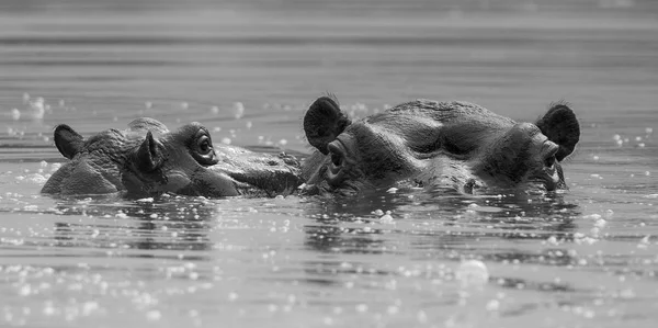 Hippos Wild Nature South Africa — Stock Photo, Image