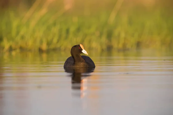 Fuut Vogel Patagonia Argentinië — Stockfoto