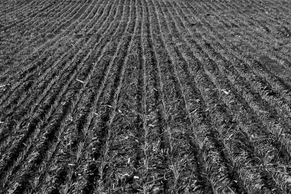 agricultural field growth, La Pampa , Argentina