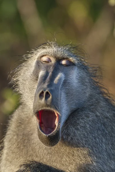 Μπαμπουίνος Μαϊμού Στην Άγρια Φύση Αφρική — Φωτογραφία Αρχείου