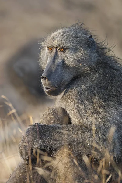 Baviaan Aap Wilde Natuur Afrika — Stockfoto