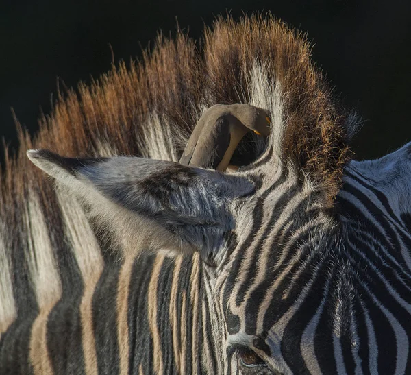 Kırmızı Gagalı Oxpecker Yakın Görünümü — Stok fotoğraf