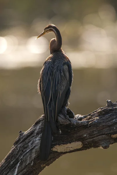 African Darter South Africa — Stock Photo, Image