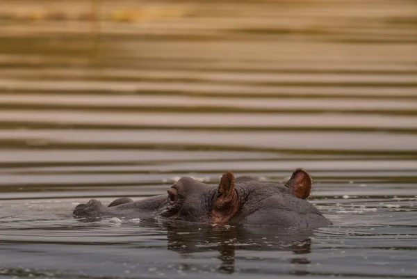 Hipopotam Dzikiej Przyrody Republika Południowej Afryki — Zdjęcie stockowe
