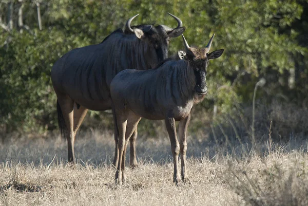 Black wildebeest animals in wild nature, Africa