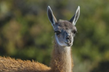 Bebek guanaco, Patagonya portresi