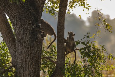 Bebek babun, Afrika bulanık arkaplan
