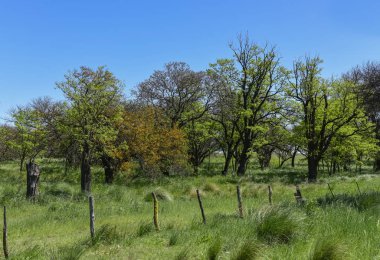 Calden ağaçlar manzara, La Pampa, Argentina