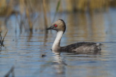 Simli batağan, Patagonia, Arjantin