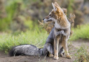 Pseudalopex griseus, Grey Fox, Pampas bölgesi, Arjantin 