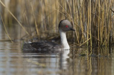 Simli batağan, Patagonia, Arjantin