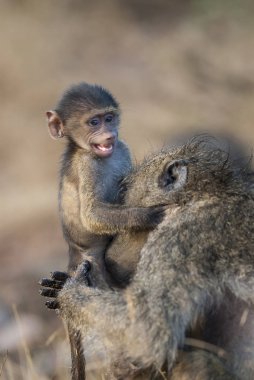 Babun, anne ve oğul, Güney Afrika 