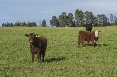 Çim yemi, İnekler, La Pampa, Arjantin