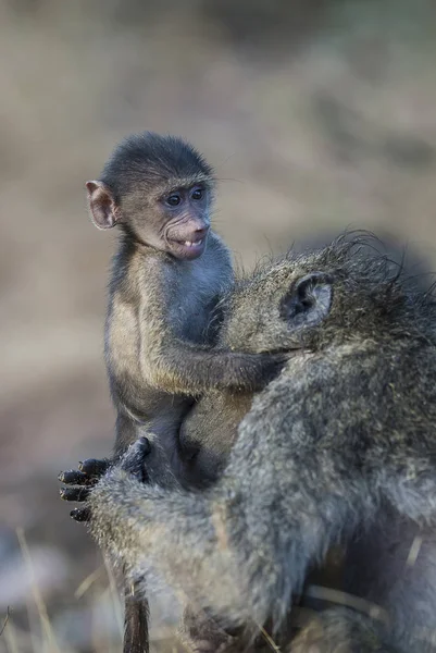 Baboon Mother Son South Africa — Stock Photo, Image