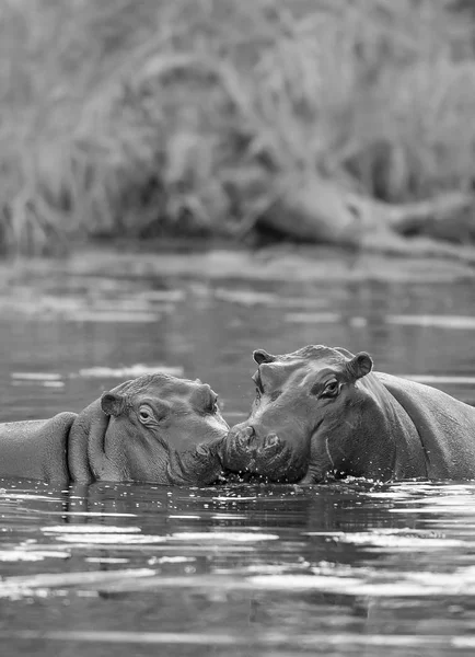 Africký Hippopotamus Jižní Afrika — Stock fotografie