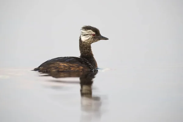 Grebe Touffes Blanches Pampa Argentine — Photo