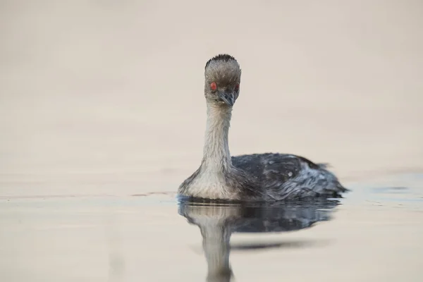 Silvrig Dopping Patagonien Argentina — Stockfoto