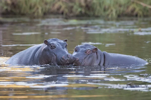 Afrikanisches Flusspferd Südafrika Waldumgebung — Stockfoto