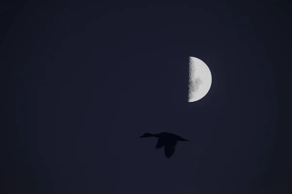 鸟和月亮景观 — 图库照片