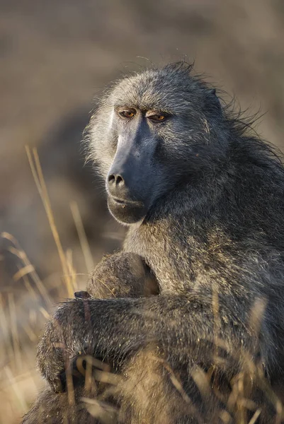 Baboon Mãe Filho África Sul — Fotografia de Stock