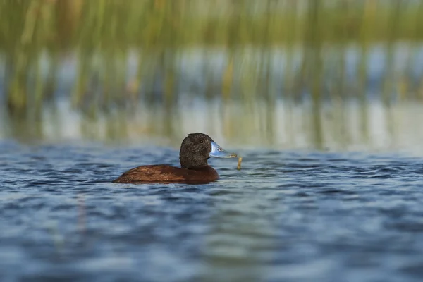 Černá Hlava Duck Patagonia — Stock fotografie