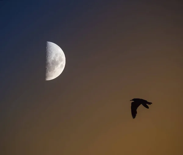 Bird and moon landscape