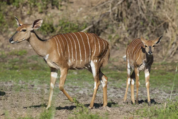 Animales Nyala Sudáfrica — Foto de Stock