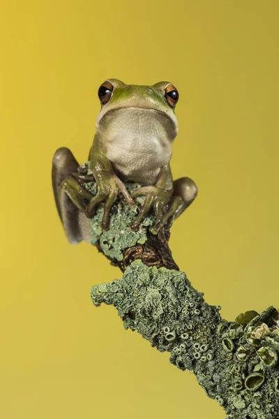 Vista Vicino Frog Pampa Argentina — Foto Stock