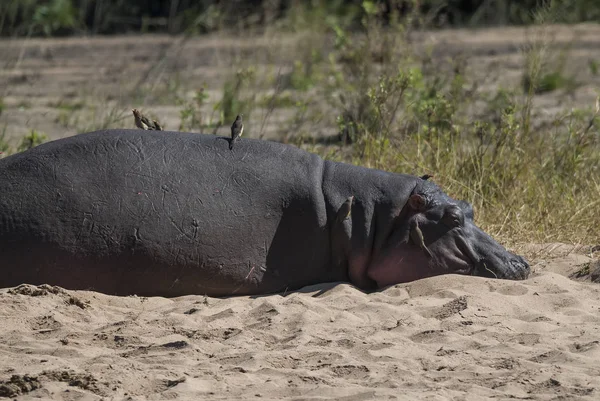 African Hippopotamus Sydafrika — Stockfoto