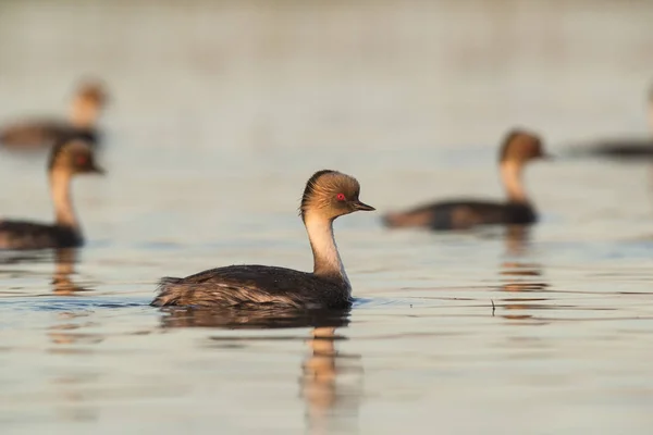 Silvery Grebe Patagonia Argentina — Foto Stock