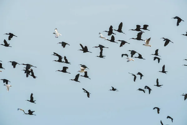 一群鸟儿在飞行 — 图库照片