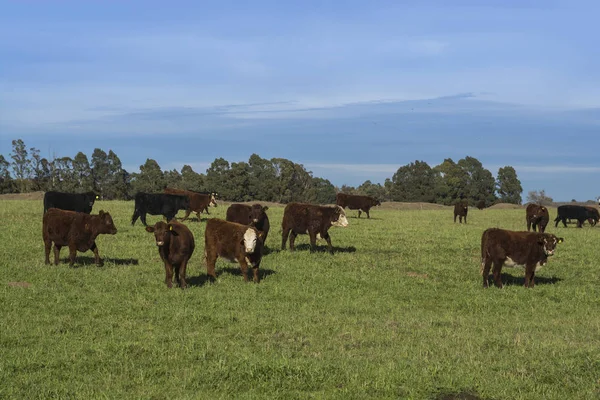 Alimentação Grama Vacas Pampa Argentina — Fotografia de Stock