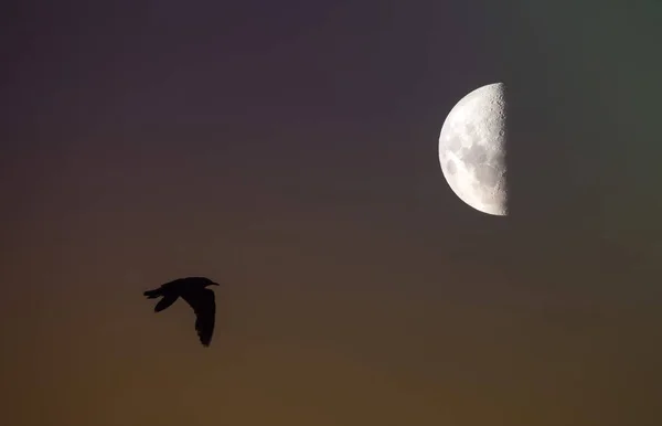 鳥と月の風景 — ストック写真