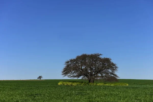 Calden Ağaçlar Manzara Pampa Argentina — Stok fotoğraf