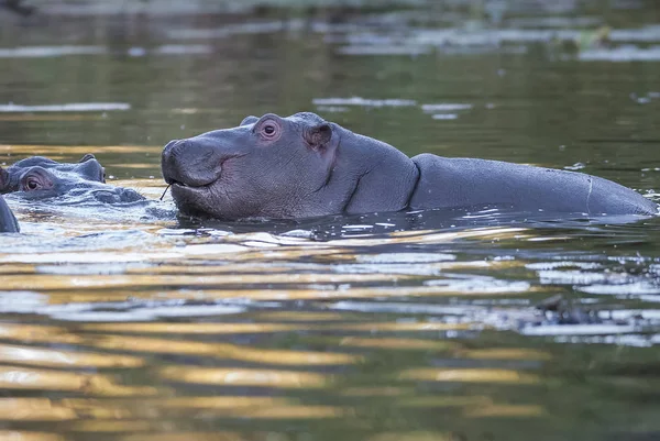 Hippopotamus Kruger National Park Africa — стоковое фото