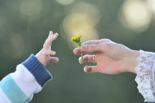 Hand giving a flower, Mother and son