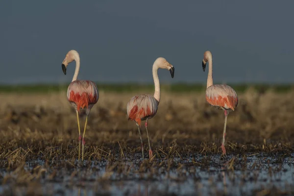 Flamants Roses Patagonie Argentine — Photo