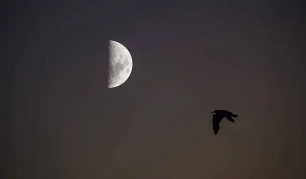 鳥と月の風景 — ストック写真