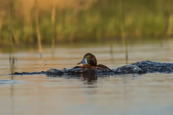 Černá Hlava Duck Patagonia — Stock fotografie