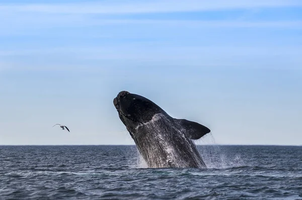 Baleine Noire Australe Patagonie Argentine — Photo