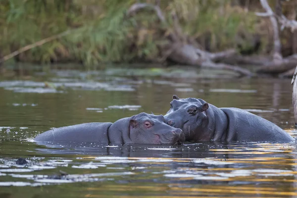 Hipopótamo Parque Nacional Kruger África — Foto de Stock