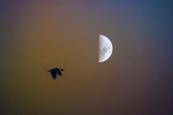 Pemandangan Burung Dan Bulan — Stok Foto