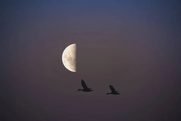 Birds and moon landscape