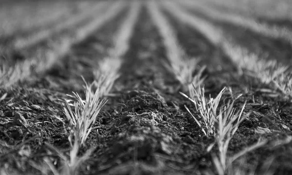 Wysiewanie Zbóż Pampas Argentyna — Zdjęcie stockowe